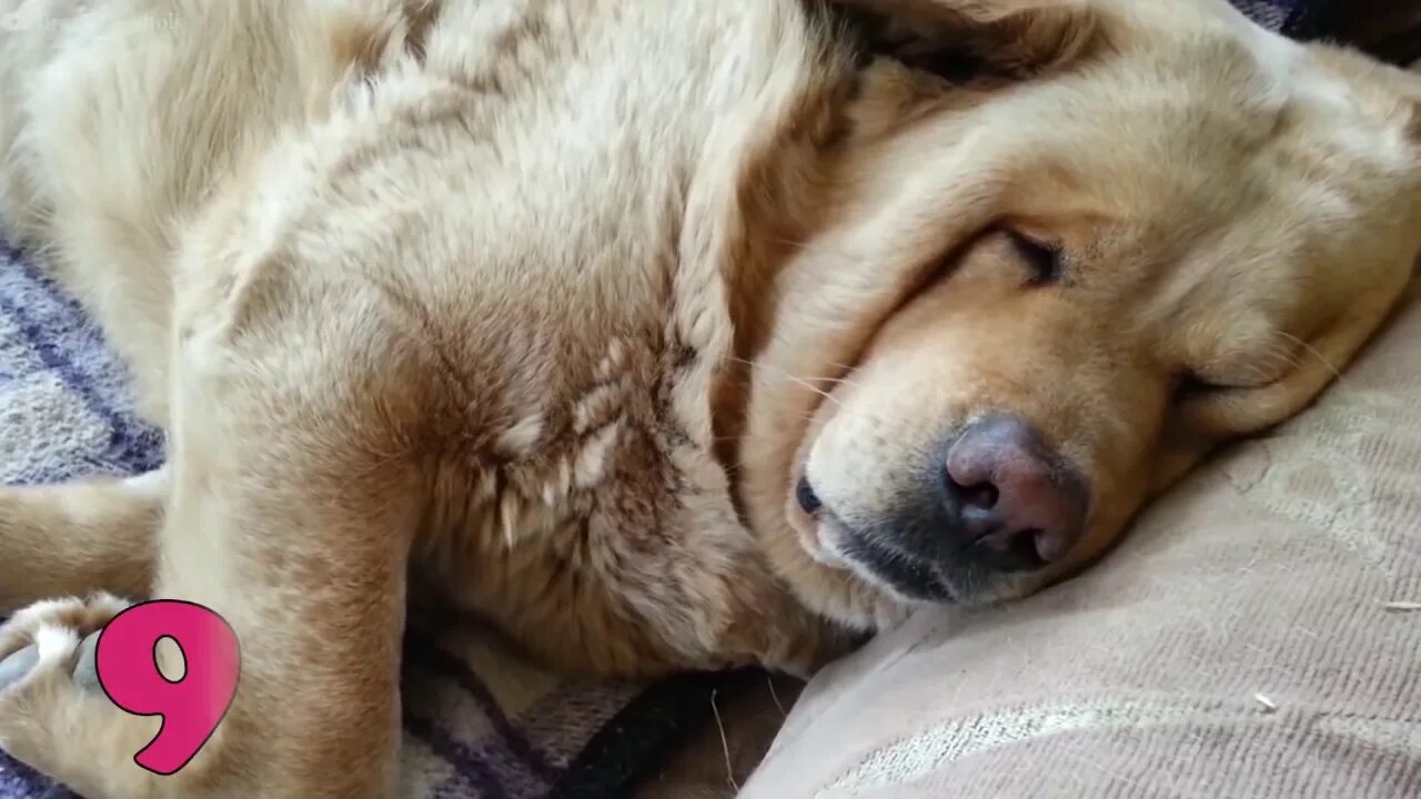 Видео спящей собаки. Собаки которые храпят. Спящий жирный пёс.