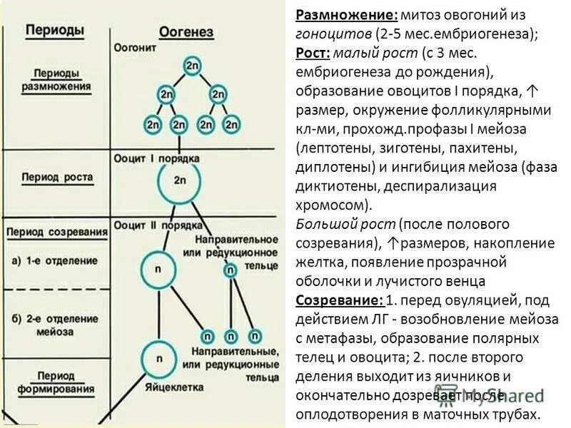 мейоз. образование половых клеток мейоз таблица. в результате мейоза образуются половые клетки. мейоз. мейоз деление половых клеток.