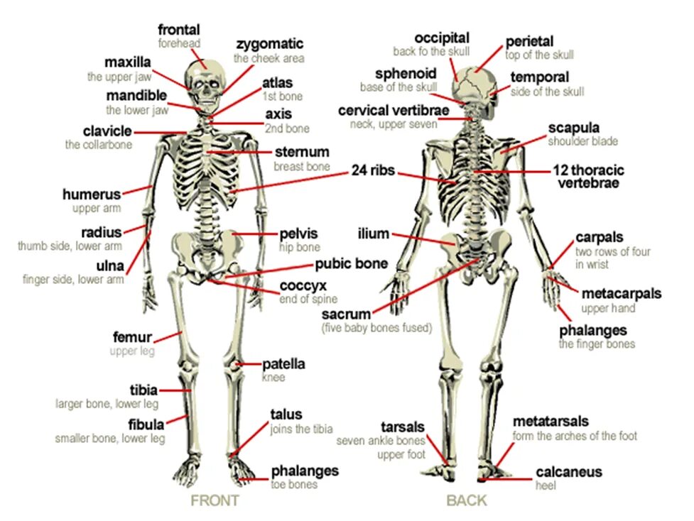 Bones русский язык. Скелет человека анатомия латынь. Кости человека на латыни. Костный скелет человека анатомия. Подписать кости скелета туловища.