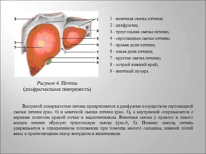 Связки и их значение. Связочный аппарат печени схема. связки печени анатомия. круглая связка печени анатомия. серповидная и венечная связка печени.