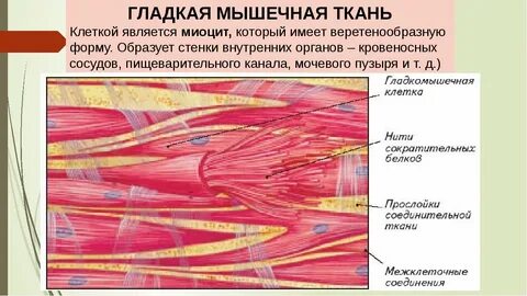Состоит из коротких веретеновидных клеток