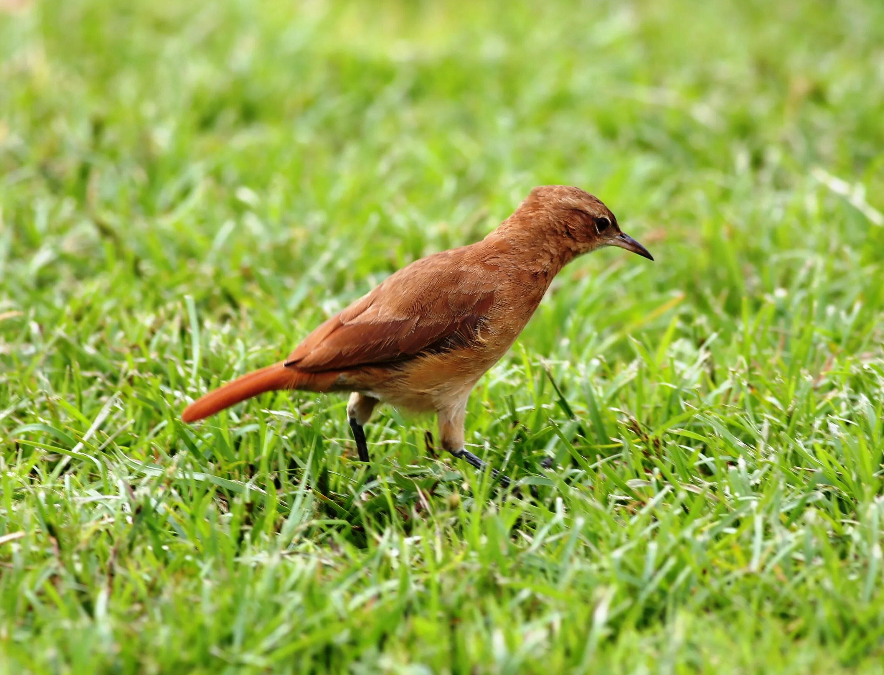Купить животное птицу. Rufous Hornero. Птица в траве. Амарант птица. Красный Амарант птица.