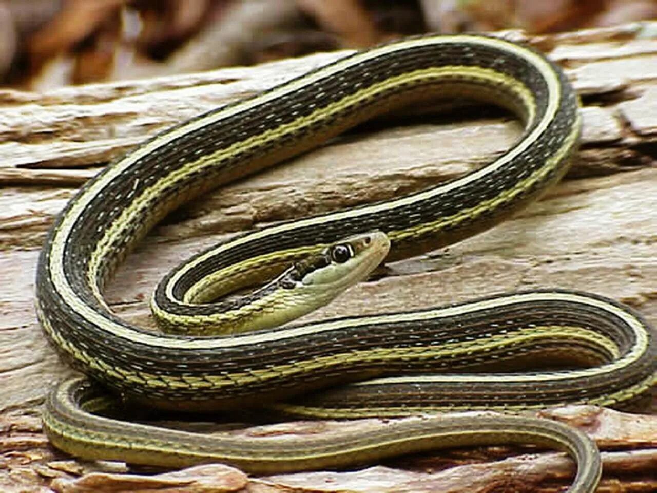 Змеи с полосками на спине. Thamnophis sauritus подвязочная змея. Подвязочная змея (Thamnophis sirtalis). Змея подвязочная Восточная Восточная. Змея с белой полосой на спине.