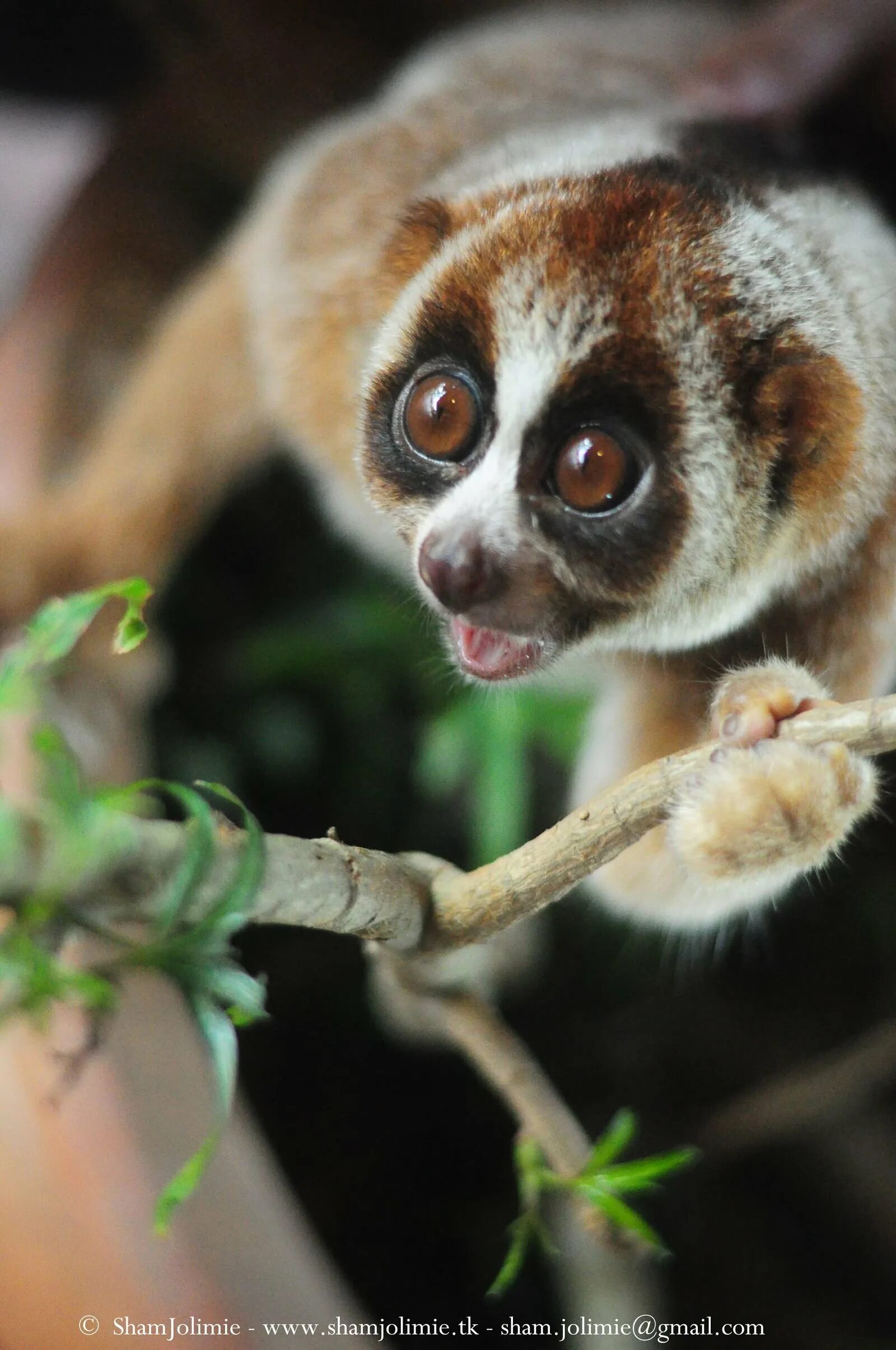 лемурообразные лори. лемур лори толстый. яванский лори. покажи лори. толстый лори.