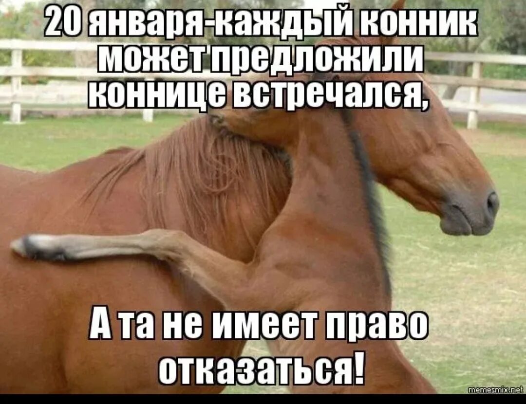 Жрешь как лошадь мужское. Мемы про лошадей и конников. Конник на лошади. Шутки про конников. Девиз конника.