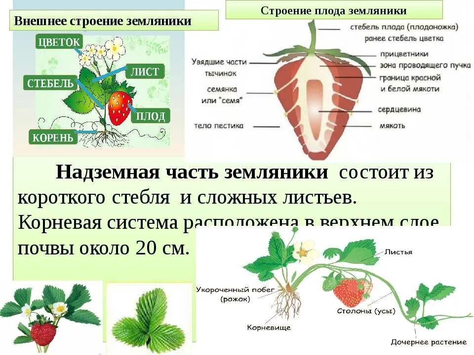 Клубника класс растений. Строение клубники биология. Строение земляники биология. Земляника строение растения. Строение ягоды земляники.