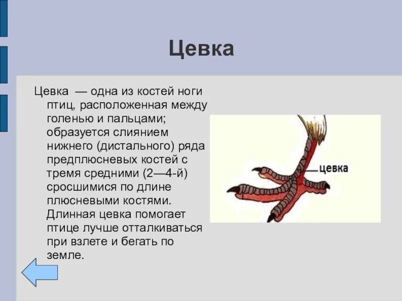 Для чего служит киль у птиц. Строение цевка у птиц. Цевка птиц образована сросшимися костями. Цевка у птиц функция. Строение конечностей птиц.