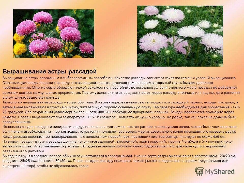 Какой цветок выращивают в россии. Рассада астры. Посадка астры на рассаду. Посеять астры на рассаду. Посев цветочных растений астры.