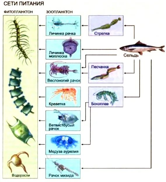 Фитопланктон цепь питания. Цепь питания планктон рыба. Фитопланктон пищевая цепь. Фитопланктон зоопланктон пищевая цепь. Пищевая цепь зоопланктона.
