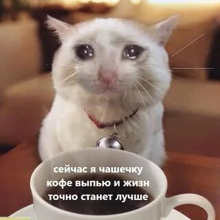 Чай забавные коты