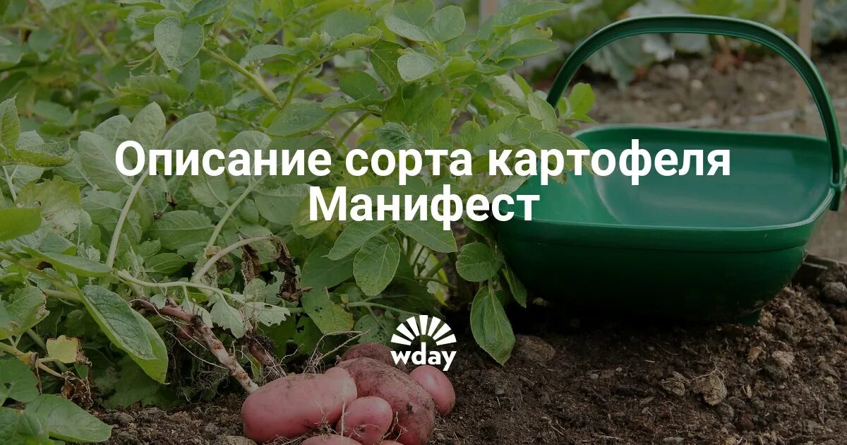 Фотографии сорта картошки Манифест: от клубней до блюд Натуралист Фотогалерея пр