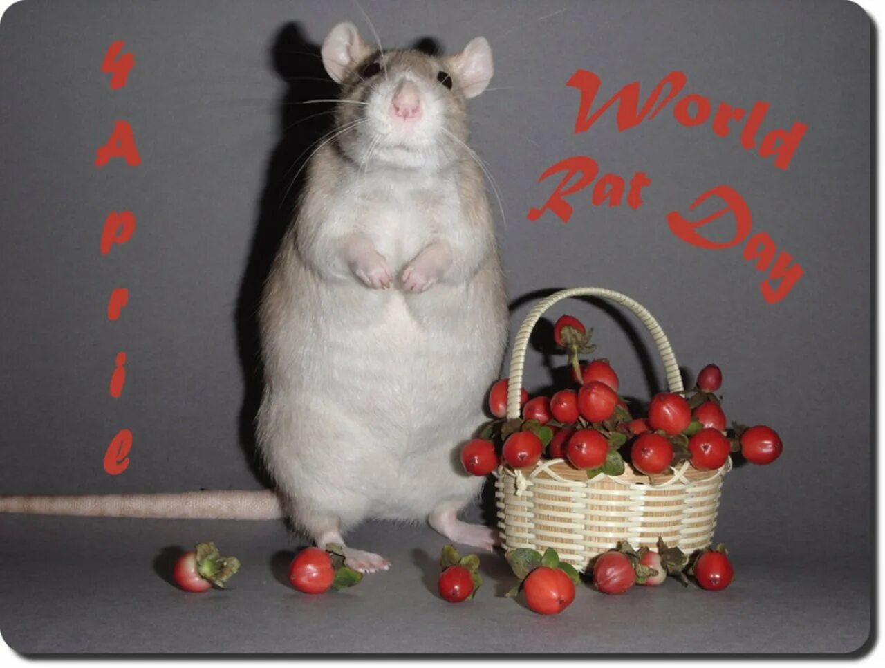 День крысы. Всемирный день крысы. Поздравляю с днем крысы. Забавные крысы.