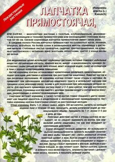 Лапчатка щитовидная железа