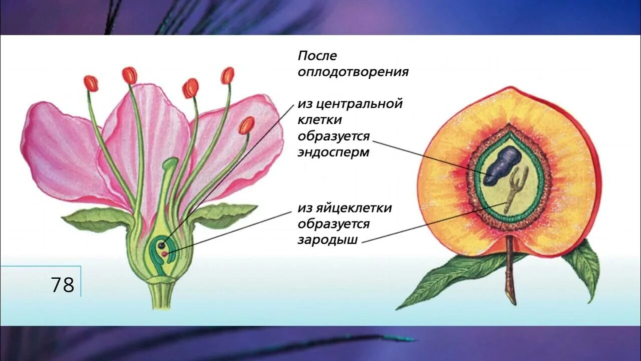 Рисунок генеративной клетки. Строение цветка покрытосеменных растений. Строение плода покрытосеменных растений. Оплодотворение покрытосеменных растений схема. Схема строения цветка покрытосеменных.