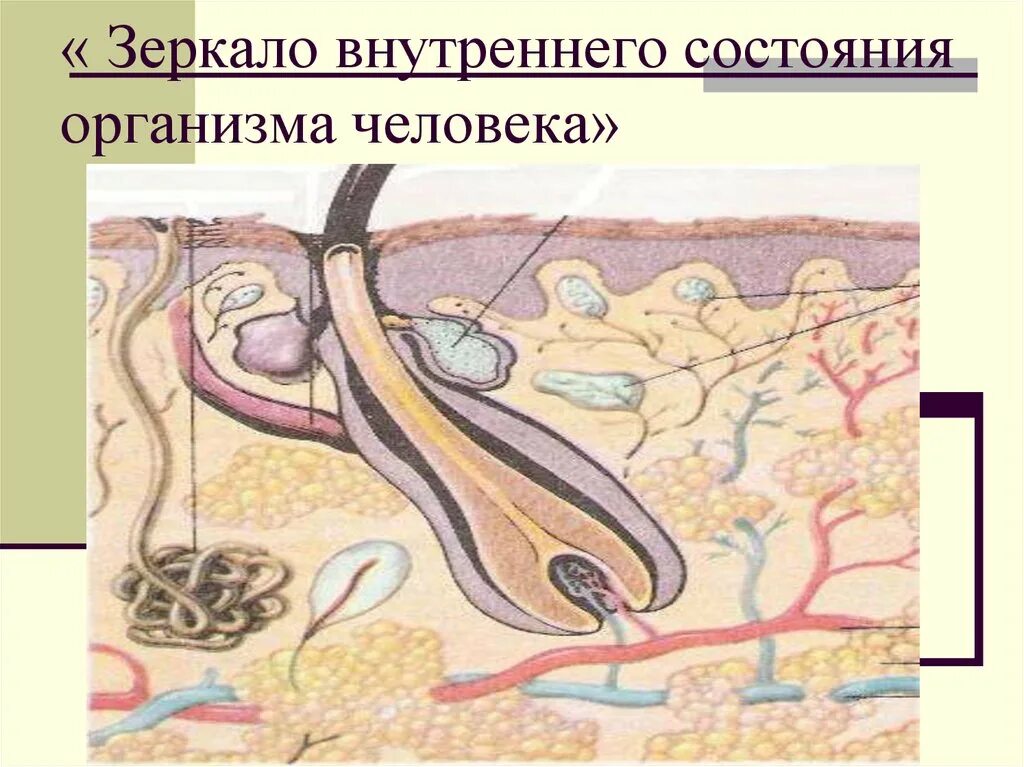 Внешнее создает внутреннее состояние. Внутреннее состояние организма. значение кожи и ее строение 8 класс. внутренне состояние человека.