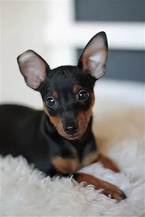 Цвергпинчер течка. Цвергпинчер течка