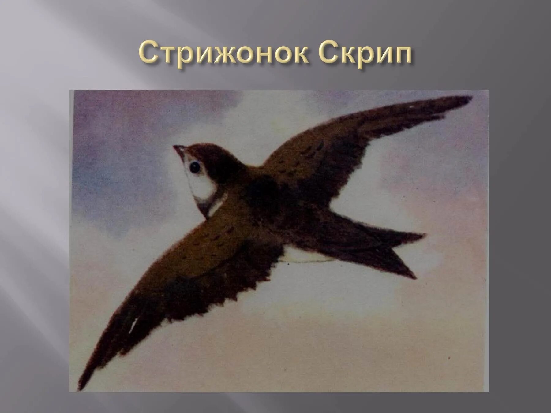 План рассказа стрижонок скрип. Враги скрипа. Астафьев в. "стрижонок скрип". Враги скрипа.