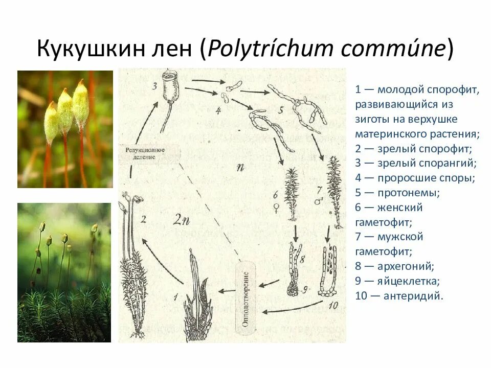 Кукушкин лен (Polytrichum commune. Кукушкин лён мужской и женский гаметофит. Кукушкин лен спорангий. Женский гаметофит Кукушкина льна. Гаметофит мха образуется из