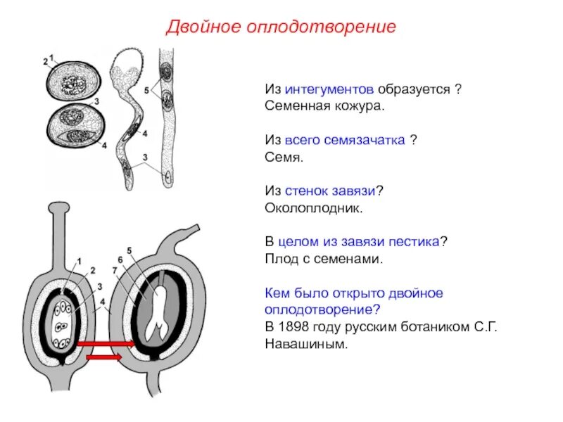 Из каких исходных клеток образуется семенная кожура