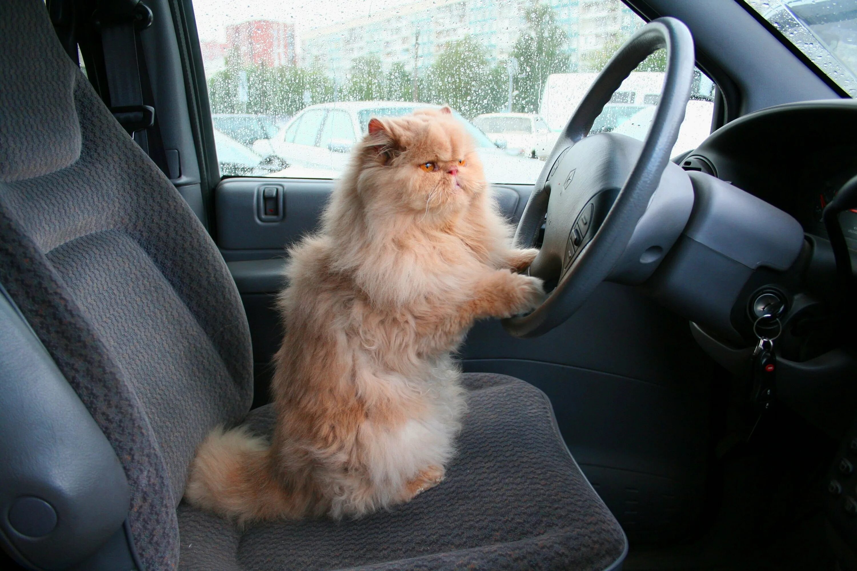 Включи котэ машина. Котенок за рулем. Рыжий кот в машине. Кошка в автомобиле. Котик едет на машине.