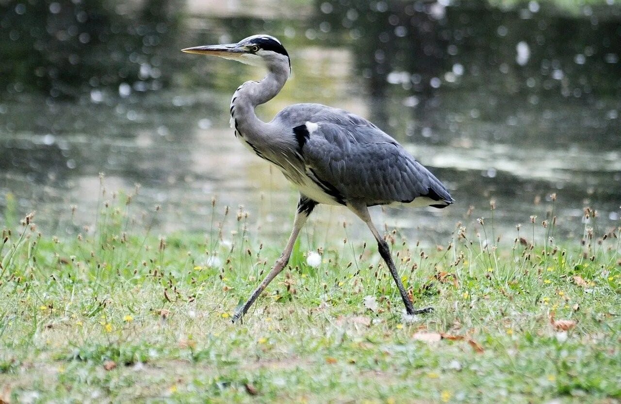 Серая цапля. Птица Ardea cinerea. Белобрюхая цапля. Мадагаскарская цапля.