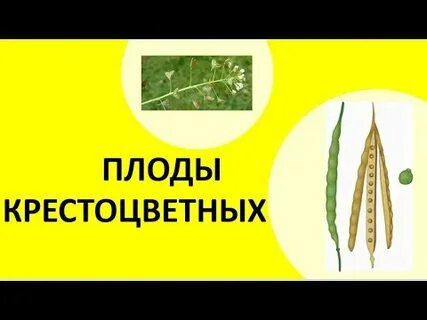 Плод стручок или стручочек какое семейство