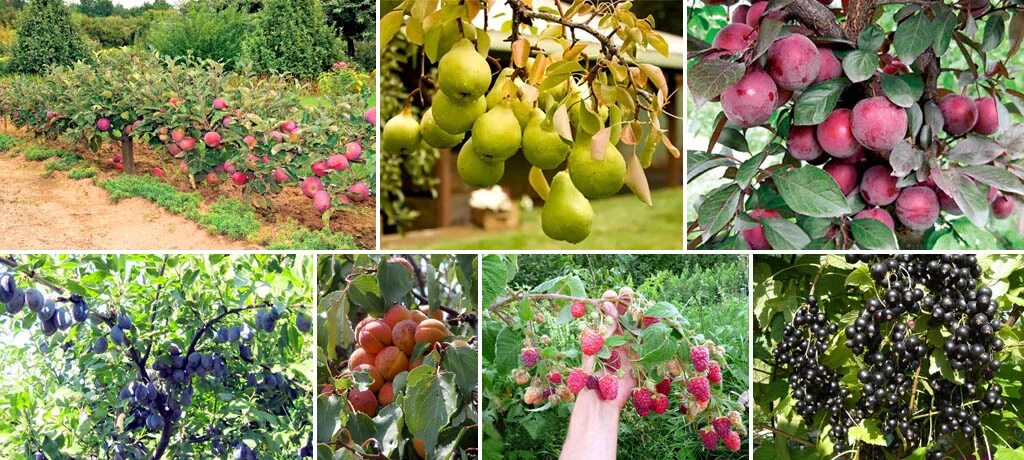 Плодовые деревья для сада. Плодово-ягодные деревья и кустарники. Саженцы фруктовых деревьев. Саженцы плодово ягодных культур.