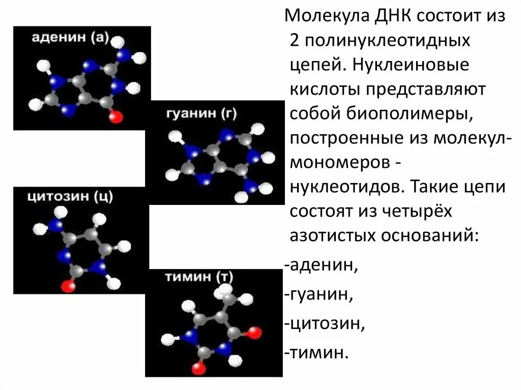 Из чего состоит ДНК. Молекула ДНК состоит. ДНК состоит их молекул. Что представляют собой нуклеиновые кислоты. Нуклеиновые кислоты состоят из молекул