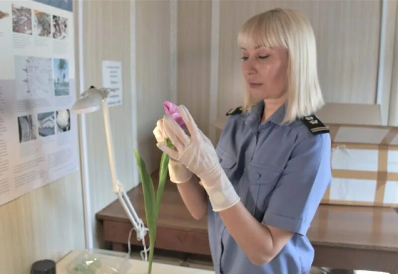 приморском межрегиональное управление россельхознадзора. приморском межрегиональное управление россельхознадзора. приморское межрегиональное управление россельхознадзора. приморском межрегиональное управление россельхознадзора. управление россельхознадзора по приморскому краю.