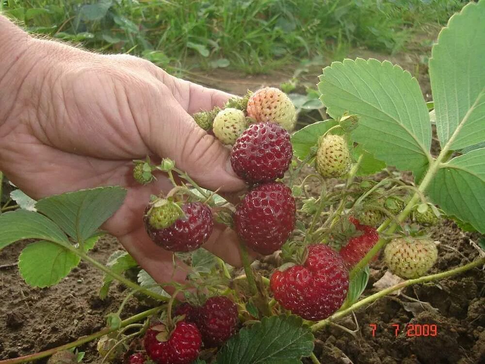 Мице шиндлер клубника фото описание. Земляника мице шиндлер. земляника (сорт мице шиндлер. сорт клубники мице шиндлер. земляника садовая мице шиндлер.