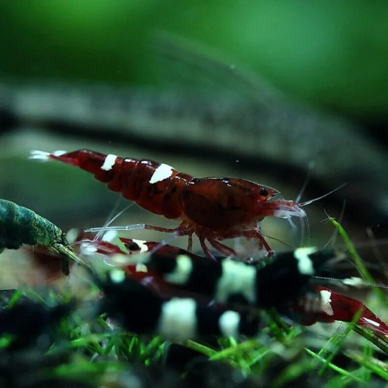 Креветки аквариумные виды. Креветка Caridina. Креветка Caridina parvula. Креветки Каридины Тайвань. Caridina cantonensis.