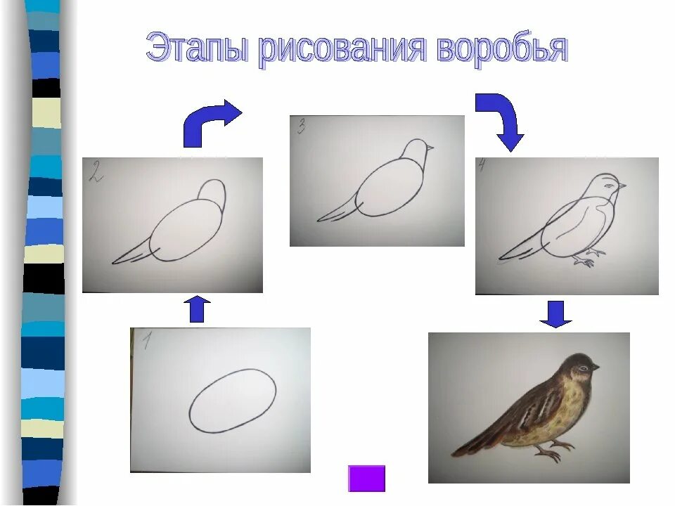 Рисование птиц. Рисование 1 класс. Рисунки по изо. Изо 2 класс. Изо 1 класс форма презентация
