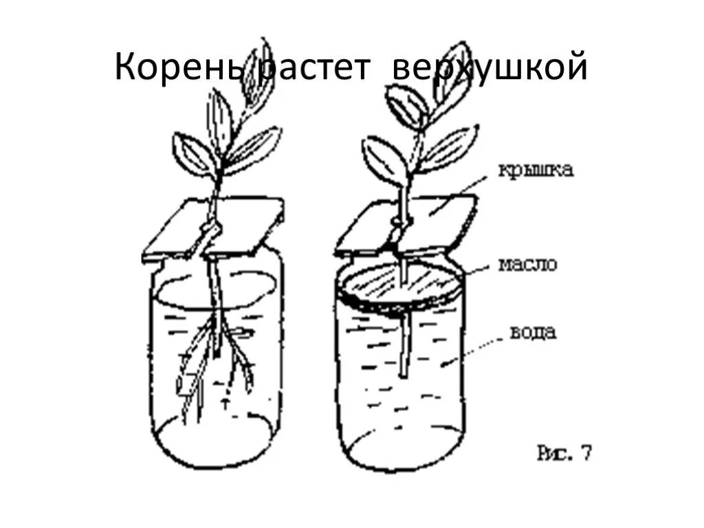 Опыты с растениями. Опыты по ботанике для школьников. Опыт с корнями и маслом. Опыт с традесканцией.