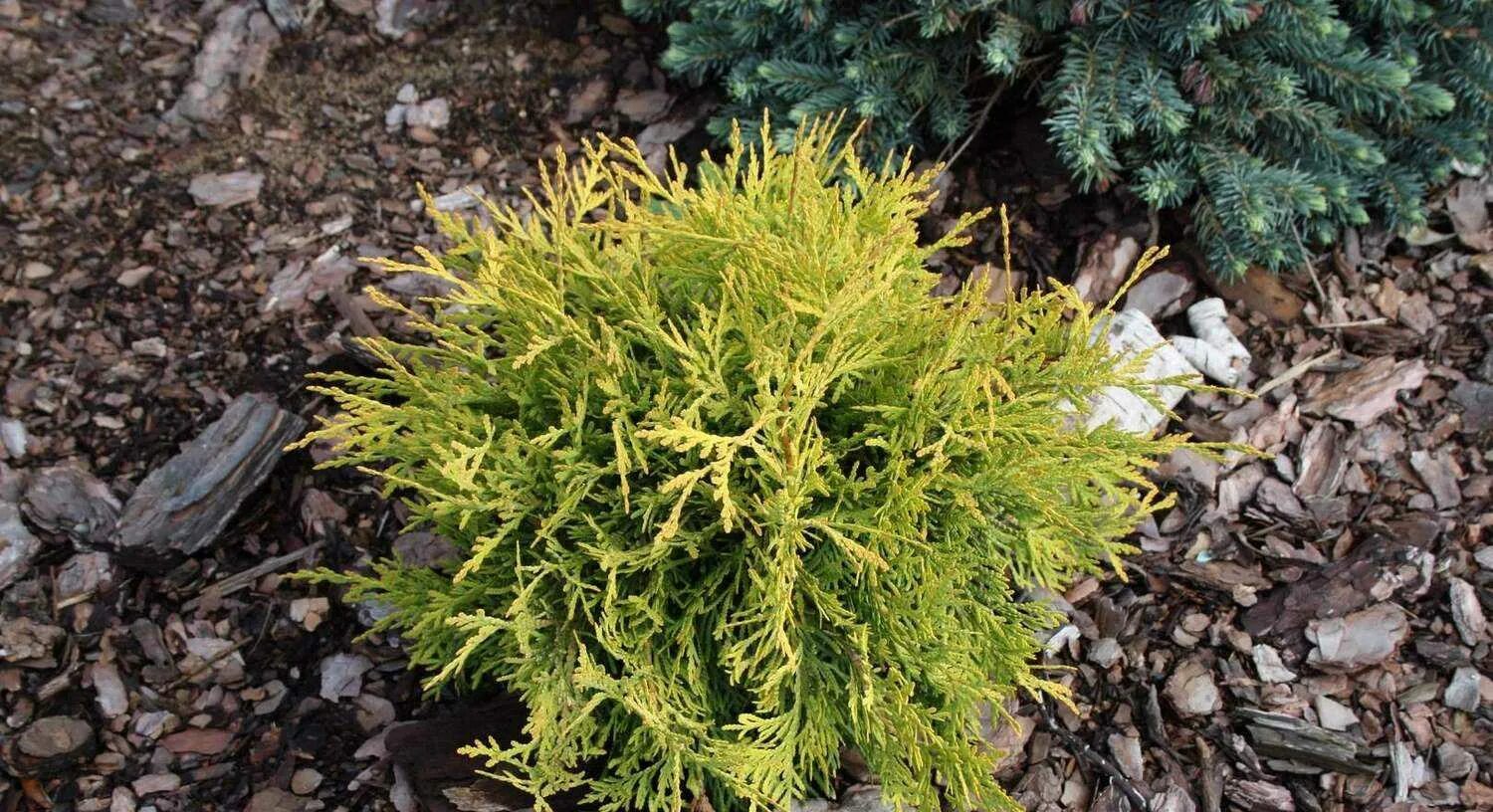 Туя Западная Голден Глоб. Туя Западная Thuja occidentalis “Golden Globe”. Туя Западная occidentalis Golden Globe. Туя Западная `Голден Глоуб`, Thuja occidentalis `Golden Globe`.