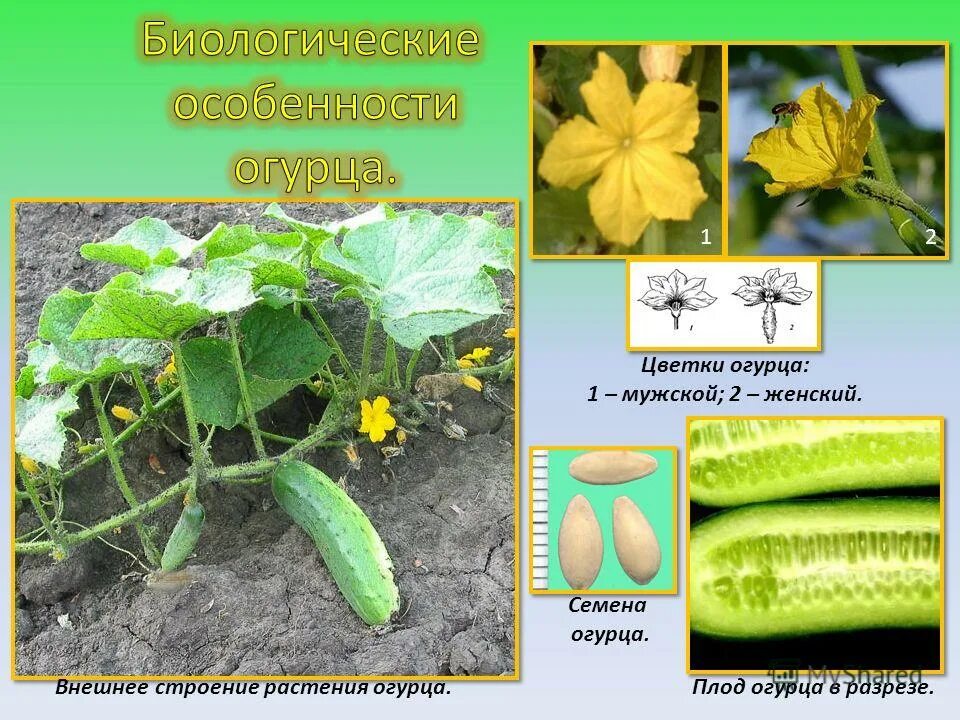 Характеристика семени огурца