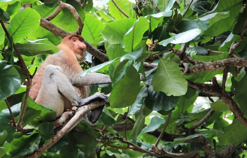 Monkeys trees