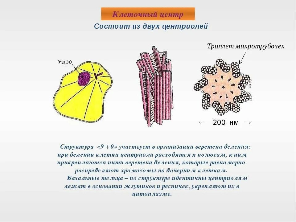 Клетка клеточный центр рисунок. Строение клетки клеточный центр. Строение клетки центросома. Строение, функции микротрубочек и клеточного центра.. Строение клетки рисунок клеточный центр.