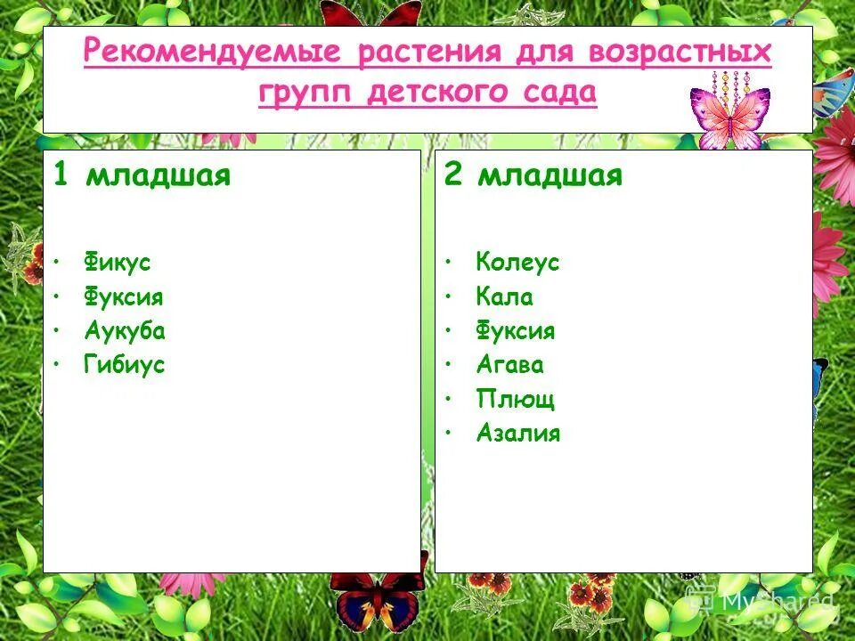 какие цветы должны быть в детском. название комнатных растений в детском саду. комнатные растения в детсаду. комнатные растения в доу. комнатные цветы с названиями.