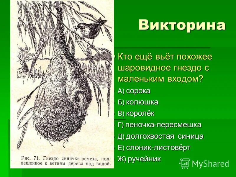 Рук топоренка построена избенка ответ. Шаровидное гнездо. Шарообразное гнездо. Кто вьет гнезда в елках. Кто из птиц вьет шарообразные гнезда.