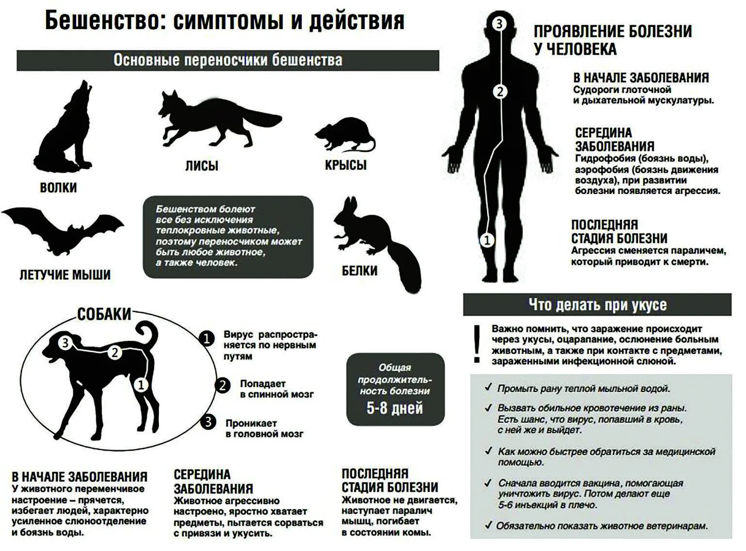 Проявление заболевание у животных бешенство. Инкубационный период бешенства у собак после заражения. Внешние признаки бешенства у животных. Симптомы проявления бешенства у человека.