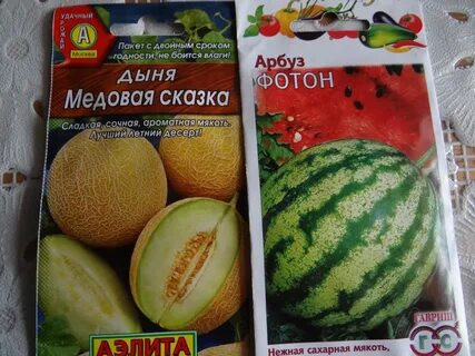 Дыня медовая сказка