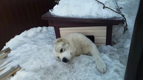 Можно ли алабаю