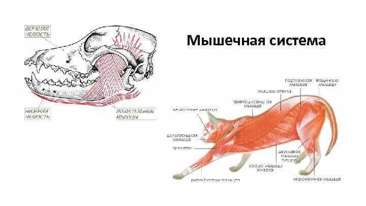 Мышечная система млекопитающих. Мышечная система млекопитающих 7 класс. Мышцы млекопитающих схема. Мышечное строение млекопитающих. Мускулатура млекопитающих