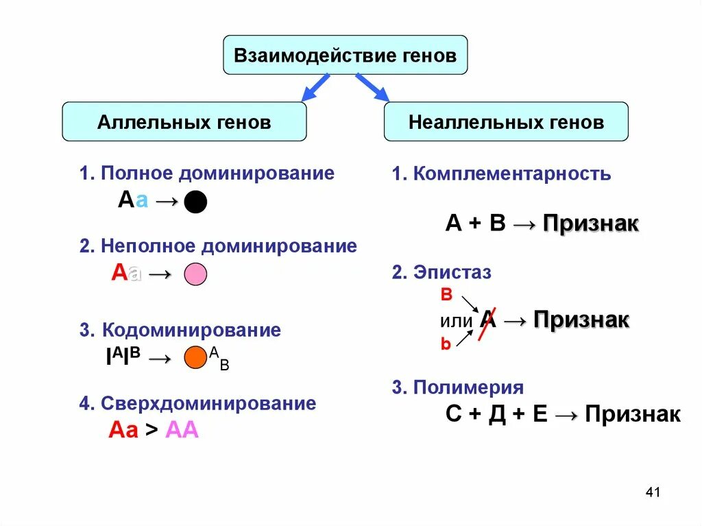 Схема типы взаимодействия аллельных генов. Тип взаимодействия генов — комплементарное взаимодействие.. Аллельные и неаллельные гены примеры. Типы взаимодействия полное доминирование. Аллейные гены