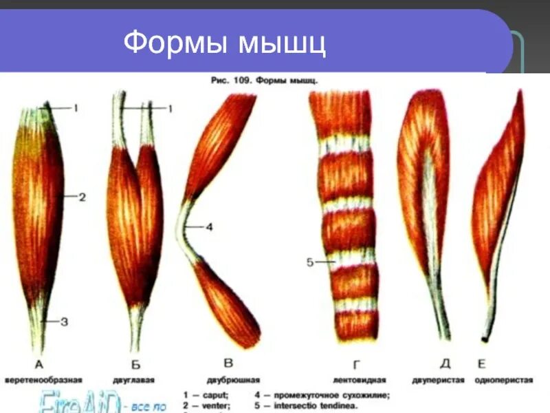 Функции мышц по форме. Формы мышц. различные формы мышц. формы мышц человека. формы мышц рисунок.