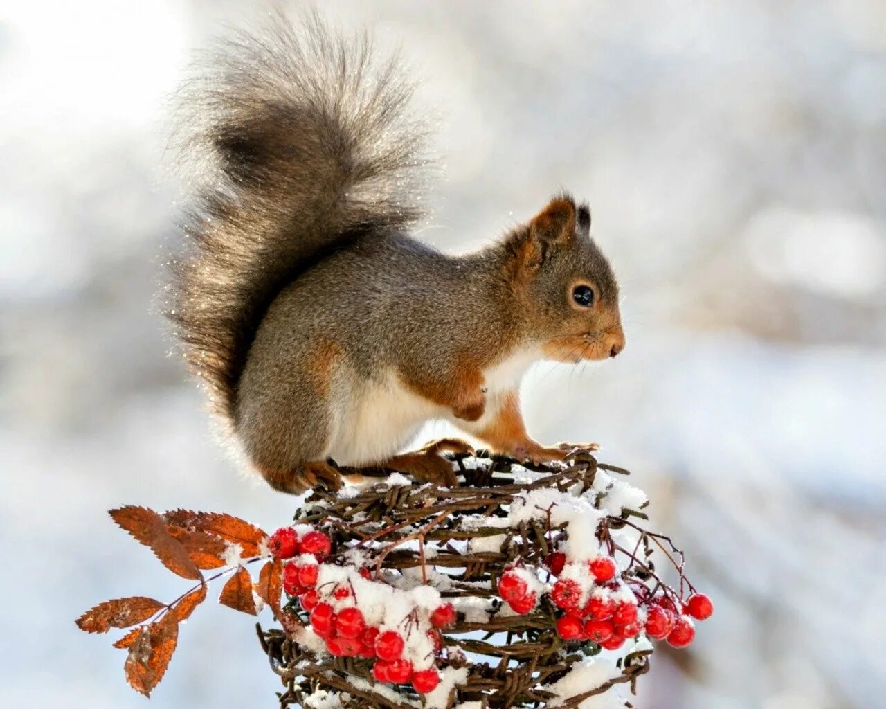 Зимой в лесу. Что есть в зимнем лесу. Белка зимой. Лес в снегу. Тропинка в зимнем лесу.