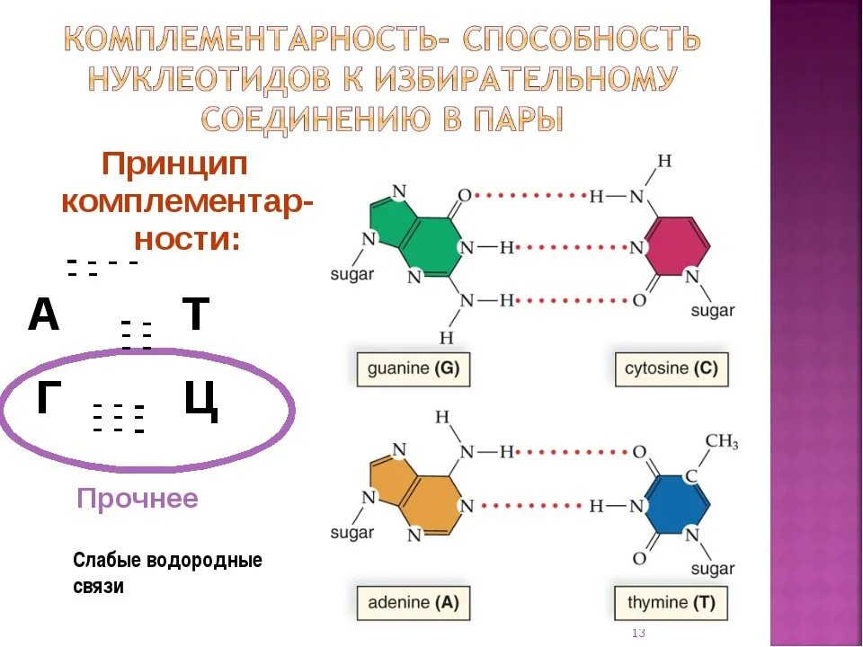 Перемещение нуклеотидов