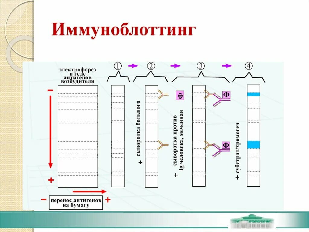 Реакция иммуноблоттинга схема. Иммуноблоттинг микробиология схема. Иммуноблоттинг микробиология механизм. Иммуноблот схема метода. Иммунный блоттинг