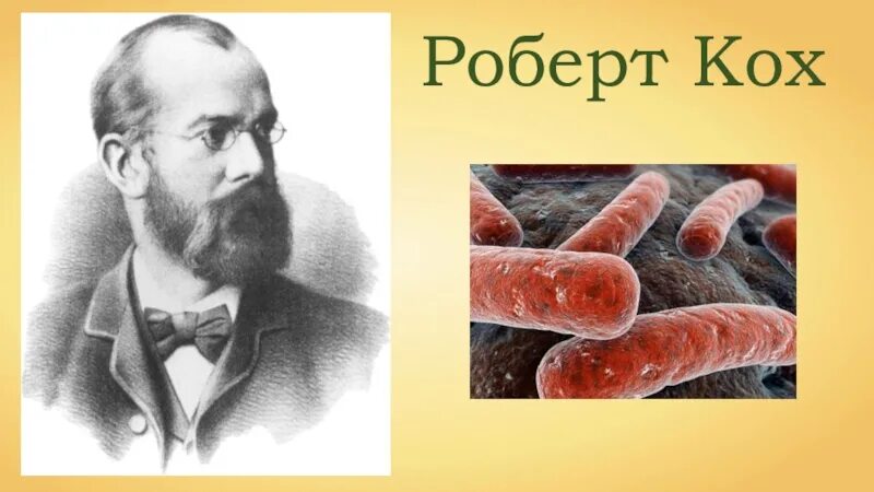 Кох немецкий ученый. Кох р открытие туберкулезной палочки наука. Туберкулезная палочка палочка коха. Кох р открытие туберкулезной палочки наука. Нобелевская премия коха.