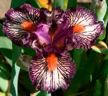 Sdb iris